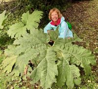 Die Gunnera  &ndash; &copy; Elisabeth Fox-Maerki (Eberhardt TRAVEL)