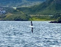 Albatross  &ndash; &copy; Elisabeth Fox-Maerki (Eberhardt TRAVEL)