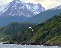 Noch ein Albatross &ndash; &copy; Elisabeth Fox-Maerki (Eberhardt TRAVEL)