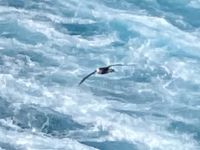 Albatross begleitet uns &ndash; &copy; Elisabeth Fox-Maerki (Eberhardt TRAVEL)