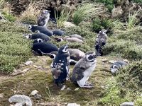 Oh wie suess die Pinguine &ndash; &copy; Elisabeth Fox-Maerki (Eberhardt TRAVEL)