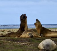 Das Abschiedslied der Seeloewen auf den FI &ndash; &copy; Elisabeth Fox-Maerki (Eberhardt TRAVEL)