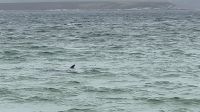Stanley - Falklandinseln  &ndash; &copy; Sabine Letzybyll (Eberhardt TRAVEL)