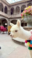 Panchita, Novotel, Cusco, Perú