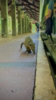 Nasenbär im Nationalpark Iguazú, Argentinien