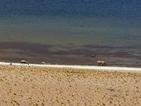 Atacama  &ndash; &copy; Francisco Javier Burgos Gutierrez (Eberhardt TRAVEL)