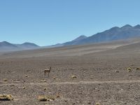 Tatio  &ndash; &copy; Francisco Javier Burgos Gutierrez (Eberhardt TRAVEL)