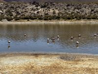 Tatio  &ndash; &copy; Francisco Javier Burgos Gutierrez (Eberhardt TRAVEL)
