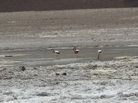 Nationalpark Eduardo Avaroa  &ndash; &copy; Francisco Javier Burgos Gutierrez (Eberhardt TRAVEL)