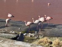 Nationalpark Eduardo Avaroa  &ndash; &copy; Francisco Javier Burgos Gutierrez (Eberhardt TRAVEL)