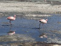 Nationalpark Eduardo Avaroa  &ndash; &copy; Francisco Javier Burgos Gutierrez (Eberhardt TRAVEL)