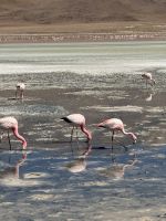 Nationalpark Eduardo Avaroa  &ndash; &copy; Francisco Javier Burgos Gutierrez (Eberhardt TRAVEL)