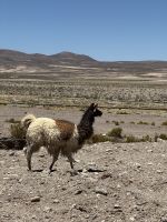 Nationalpark Eduardo Avaroa  &ndash; &copy; Francisco Javier Burgos Gutierrez (Eberhardt TRAVEL)