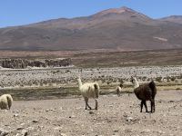 Nationalpark Eduardo Avaroa  &ndash; &copy; Francisco Javier Burgos Gutierrez (Eberhardt TRAVEL)