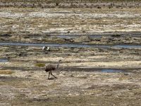 Nationalpark Eduardo Avaroa  &ndash; &copy; Francisco Javier Burgos Gutierrez (Eberhardt TRAVEL)