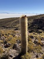 Salzsee Uyuni  &ndash; &copy; Francisco Javier Burgos Gutierrez (Eberhardt TRAVEL)