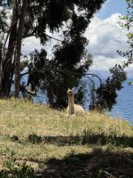 Titicaca  &ndash; &copy; Francisco Javier Burgos Gutierrez (Eberhardt TRAVEL)