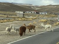 Colca-Canyon &ndash; &copy; Francisco Javier Burgos Gutierrez (Eberhardt TRAVEL)