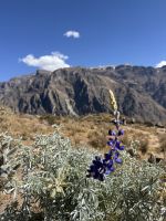 Colca-Canyon &ndash; &copy; Francisco Javier Burgos Gutierrez (Eberhardt TRAVEL)