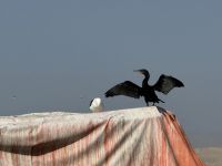 Paracas &ndash; &copy; Francisco Javier Burgos Gutierrez (Eberhardt TRAVEL)