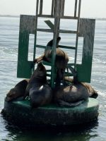 Paracas  &ndash; &copy; Francisco Javier Burgos Gutierrez (Eberhardt TRAVEL)