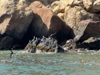 Paracas  &ndash; &copy; Francisco Javier Burgos Gutierrez (Eberhardt TRAVEL)