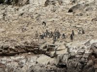 Paracas  &ndash; &copy; Francisco Javier Burgos Gutierrez (Eberhardt TRAVEL)