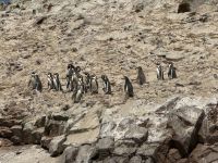 Paracas  &ndash; &copy; Francisco Javier Burgos Gutierrez (Eberhardt TRAVEL)
