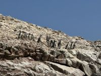 Paracas  &ndash; &copy; Francisco Javier Burgos Gutierrez (Eberhardt TRAVEL)