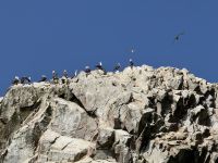 Paracas  &ndash; &copy; Francisco Javier Burgos Gutierrez (Eberhardt TRAVEL)