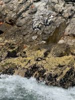 Paracas  &ndash; &copy; Francisco Javier Burgos Gutierrez (Eberhardt TRAVEL)