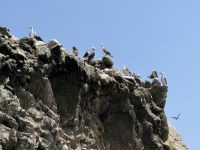 Paracas  &ndash; &copy; Francisco Javier Burgos Gutierrez (Eberhardt TRAVEL)