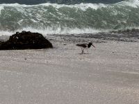 Paracas  &ndash; &copy; Francisco Javier Burgos Gutierrez (Eberhardt TRAVEL)