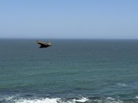 Paracas  &ndash; &copy; Francisco Javier Burgos Gutierrez (Eberhardt TRAVEL)