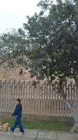 Prä-Inka-Stätte Huaca Pucllana in Lima &ndash; &copy; Anette Rietz (Eberhardt TRAVEL)