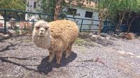 Alpaca am Restaurant Don Alfonso