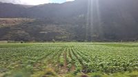Landschaft Peru hinter Cusco, Maisfelder &ndash; &copy; Anette Rietz (Eberhardt TRAVEL)