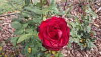 Rosengarden Buenos Aires, Argentinien &ndash; &copy; Anette Rietz (Eberhardt TRAVEL)