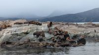 Seelöwen und Kormorane &ndash; &copy; Natalie Hady (Eberhardt TRAVEL)
