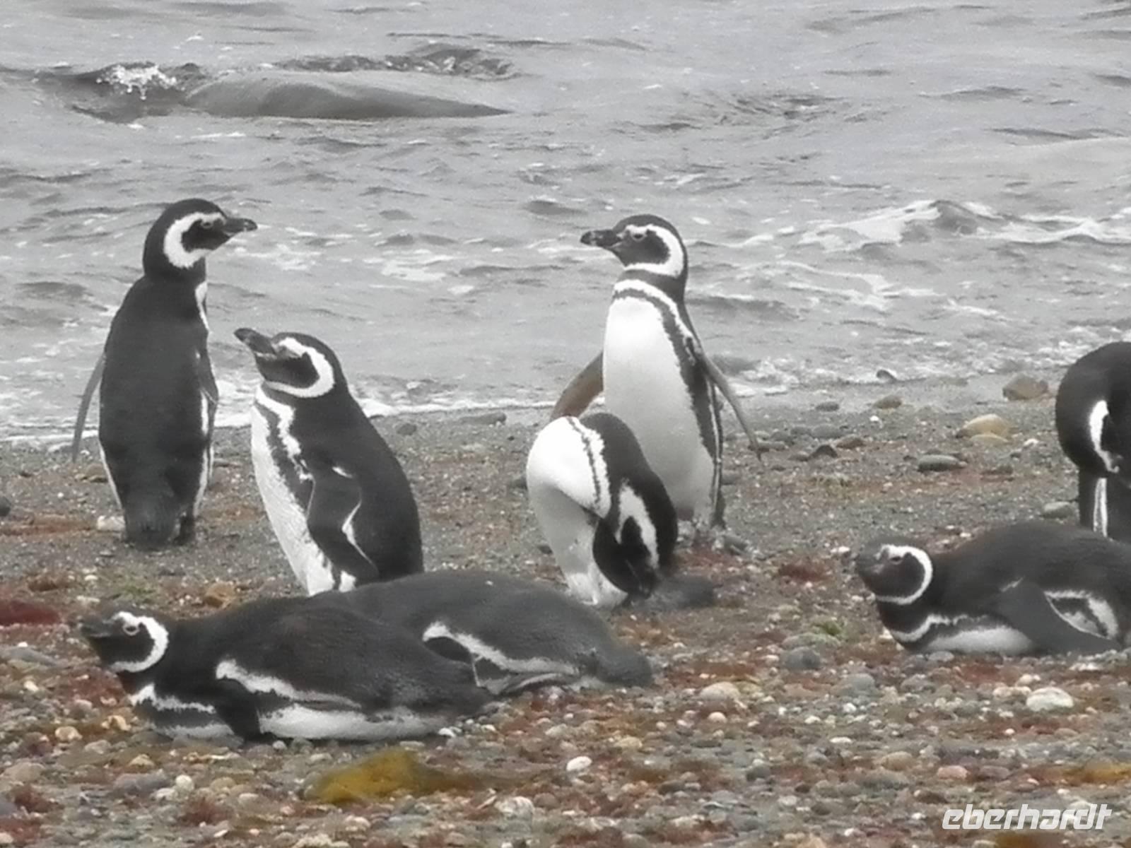 Magellanpinguine &ndash; &copy; Constanze Hölig (Eberhardt TRAVEL)