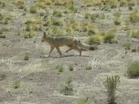 Andenfuchs