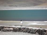 Lagunen Miniques und Miscanti &ndash; &copy; Constanze Hölig (Eberhardt TRAVEL)