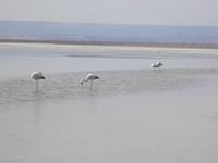 Salar de Atacama &ndash; &copy; Constanze Hölig (Eberhardt TRAVEL)