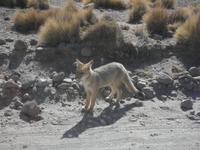 Andenfuchs &ndash; &copy; Constanze Hölig (Eberhardt TRAVEL)