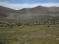 Lamas &ndash; &copy; Constanze Hölig (Eberhardt TRAVEL)