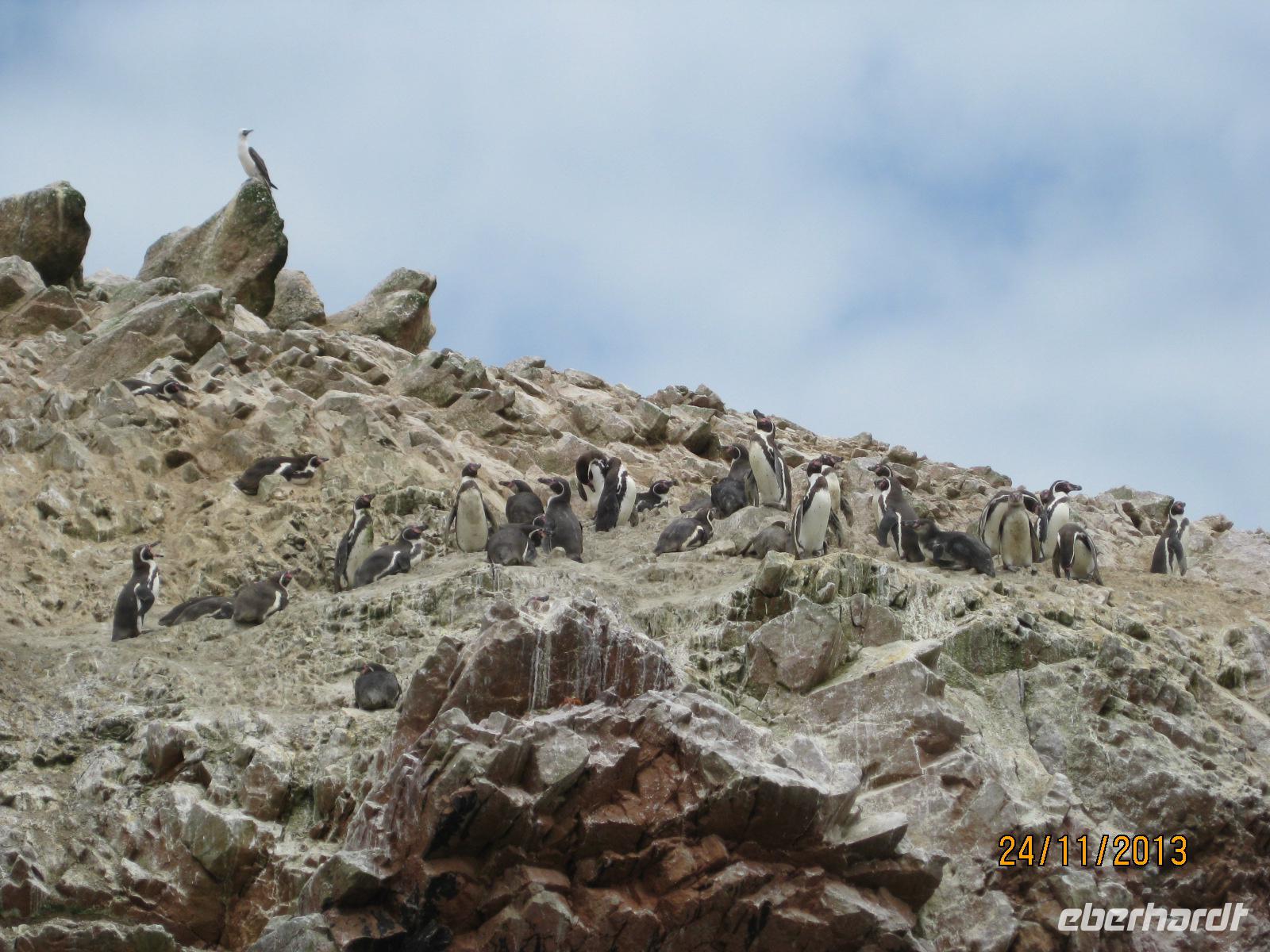 IMG_4432 Vogelkolonie und Seelöwen vor Paracas &ndash; &copy; Johanna Vogt (Eberhardt TRAVEL)