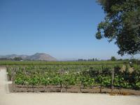 IMG_3977 Zu Besuch auf dem Weingut Concha y Toro &ndash; &copy; Johanna Vogt (Eberhardt TRAVEL)