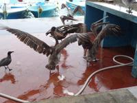 Puerto Ayora - Fischerhafen &ndash; &copy; Betina Marinow (Eberhardt TRAVEL)