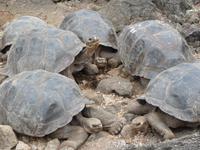 Charles Darwin-Forschungsstation &ndash; &copy; Betina Marinow (Eberhardt TRAVEL)