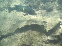 Unterwasser 15.07. &ndash; &copy; Betina Marinow (Eberhardt TRAVEL)